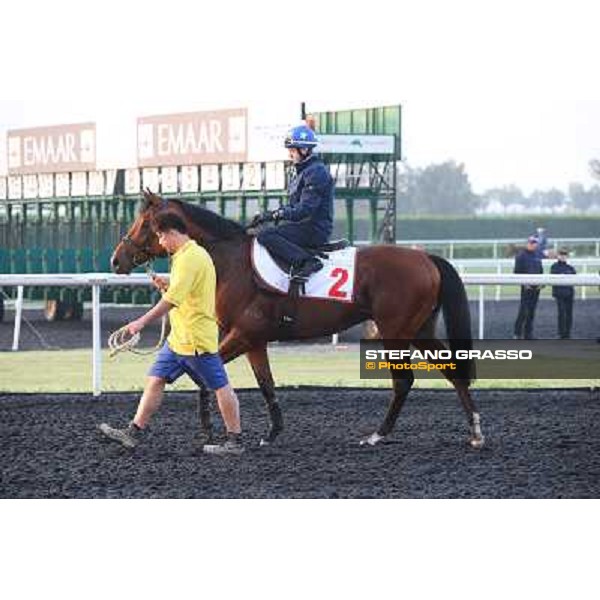 morning track works - Douglas White on Akeed Mofeed Dubai - Meydan racecourse,27th march 2014 ph.Stefano Grasso