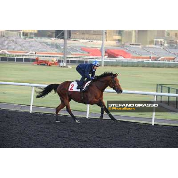 morning track works - Douglas White on Akeed Mofeed Dubai - Meydan racecourse,27th march 2014 ph.Stefano Grasso