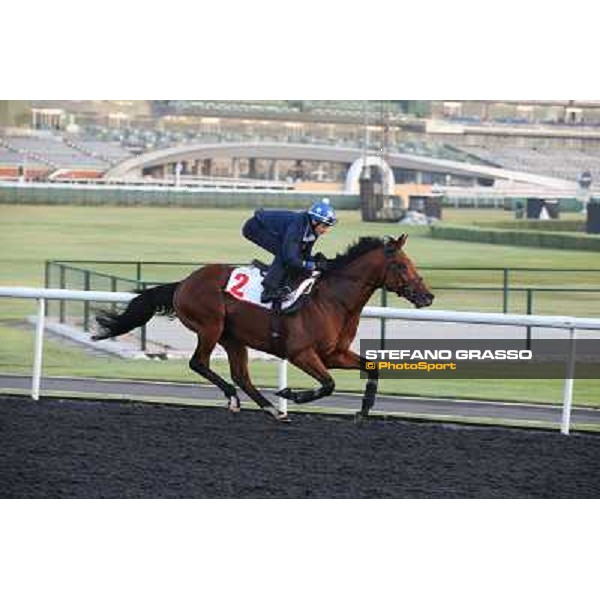 morning track works - Douglas White on Akeed Mofeed Dubai - Meydan racecourse,27th march 2014 ph.Stefano Grasso