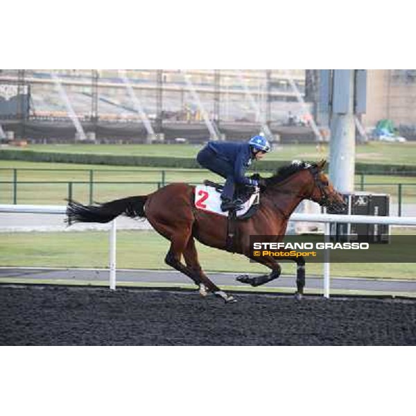 morning track works - Douglas White on Akeed Mofeed Dubai - Meydan racecourse,27th march 2014 ph.Stefano Grasso