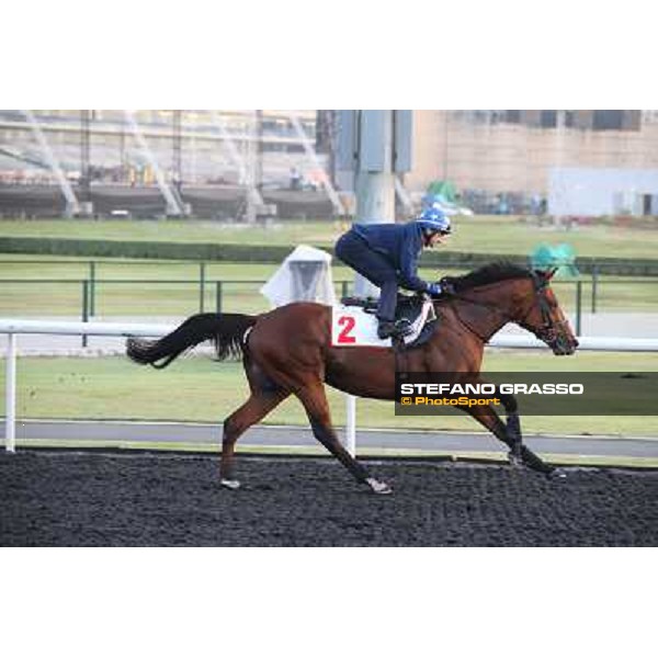 morning track works - Douglas White on Akeed Mofeed Dubai - Meydan racecourse,27th march 2014 ph.Stefano Grasso