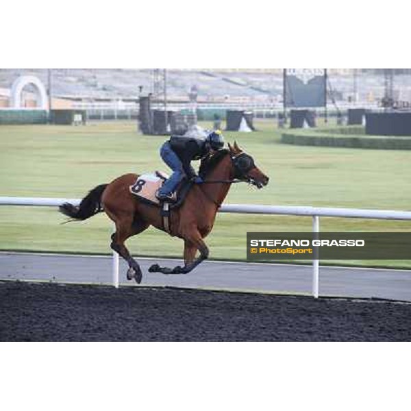 morning track works - Rich Tapestry Dubai - Meydan racecourse,27th march 2014 ph.Stefano Grasso
