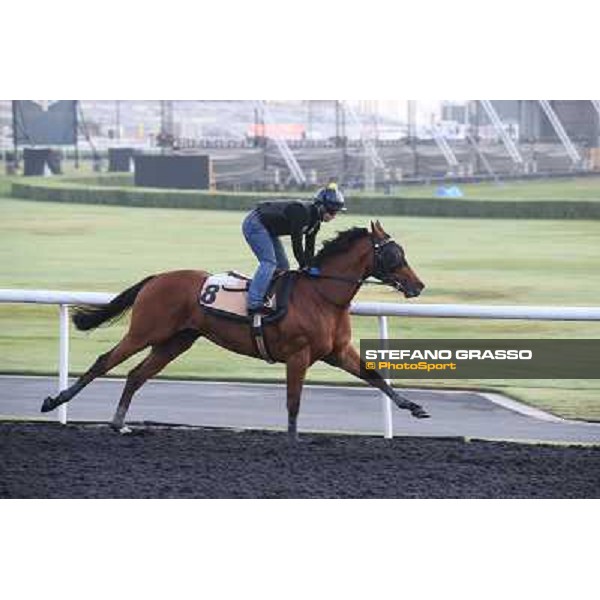 morning track works - Rich Tapestry Dubai - Meydan racecourse,27th march 2014 ph.Stefano Grasso