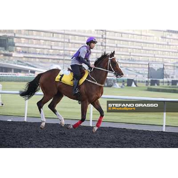 morning track works - Blazing Speed Dubai - Meydan racecourse,27th march 2014 ph.Stefano Grasso