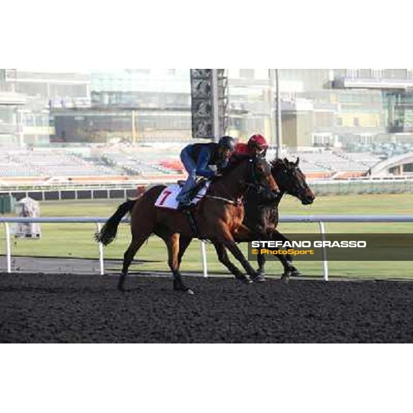 morning track works - Military Attack and Sterling City Dubai - Meydan racecourse,27th march 2014 ph.Stefano Grasso