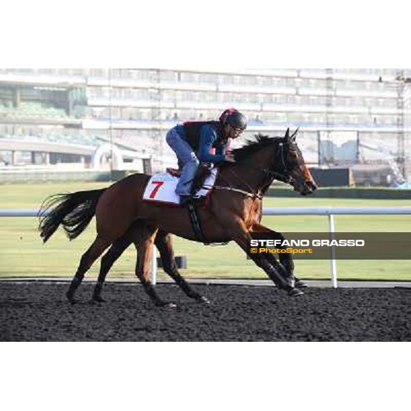 morning track works - Military Attack and Sterling City Dubai - Meydan racecourse,27th march 2014 ph.Stefano Grasso