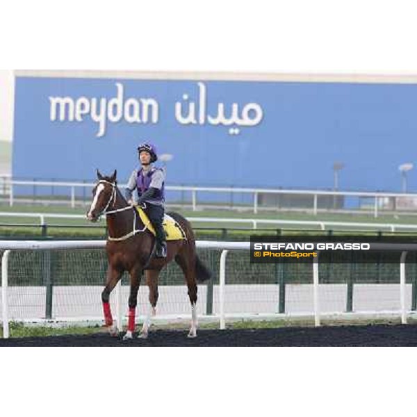 morning track works - Blazing Speed Dubai - Meydan racecourse,27th march 2014 ph.Stefano Grasso