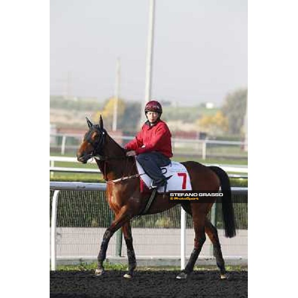 morning track works - Military Attack Dubai - Meydan racecourse,27th march 2014 ph.Stefano Grasso