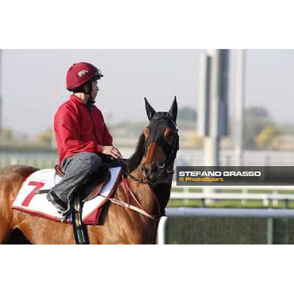 morning track works - Military Attack Dubai - Meydan racecourse,27th march 2014 ph.Stefano Grasso