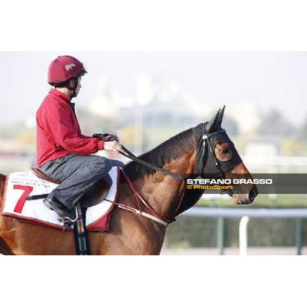 morning track works - Military Attack Dubai - Meydan racecourse,27th march 2014 ph.Stefano Grasso