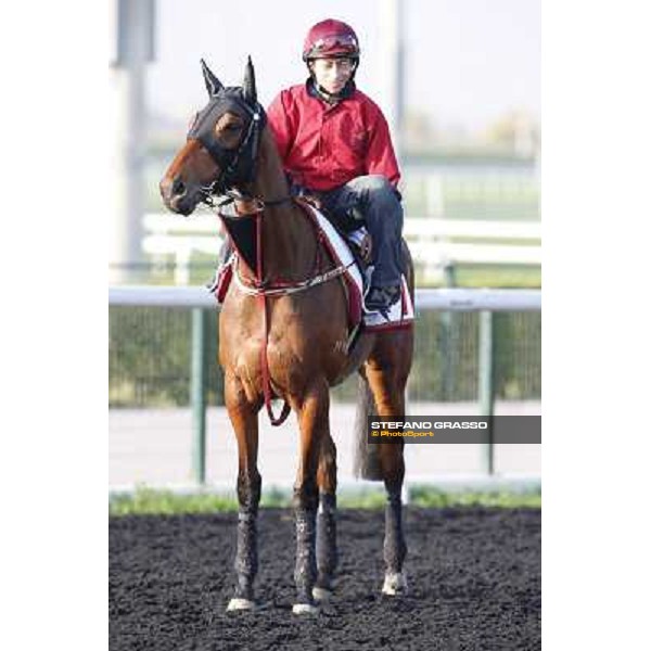 morning track works - Military Attack Dubai - Meydan racecourse,27th march 2014 ph.Stefano Grasso