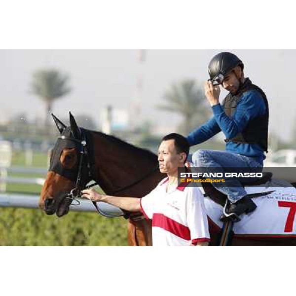 morning track works - Military Attack Dubai - Meydan racecourse,27th march 2014 ph.Stefano Grasso