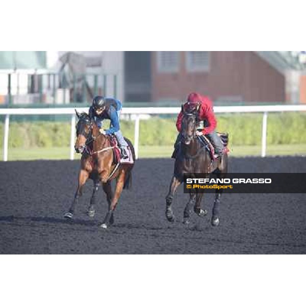 morning track works - Military Attack and Sterling City Dubai - Meydan racecourse,27th march 2014 ph.Stefano Grasso