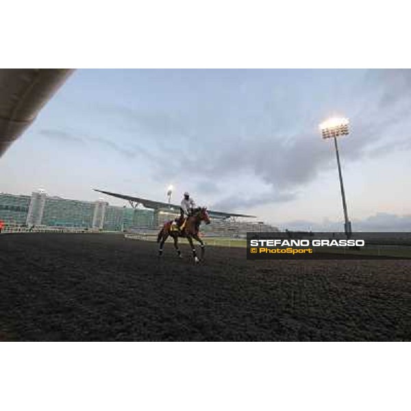 Morning track works - Mshawish Dubai - Meydan racecourse,27th march 2014 ph.Stefano Grasso