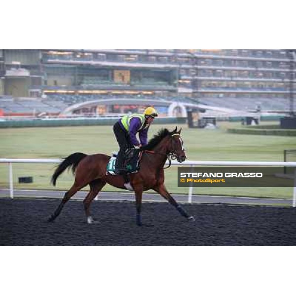 Morning track works - Mount Athos Dubai - Meydan racecourse,27th march 2014 ph.Stefano Grasso