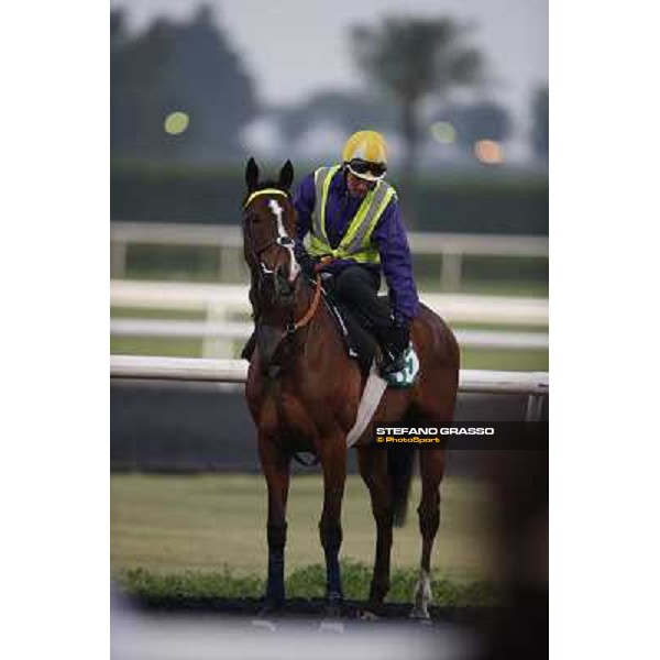 Morning track works - Mount Athos Dubai - Meydan racecourse,27th march 2014 ph.Stefano Grasso