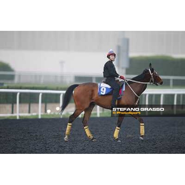 Morning track works - Mull of Killough Dubai - Meydan racecourse,27th march 2014 ph.Stefano Grasso