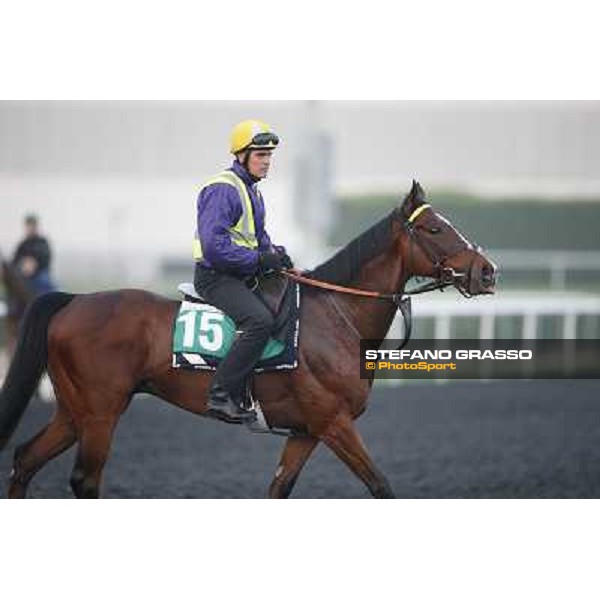 Morning track works - Mount Athos Dubai - Meydan racecourse,27th march 2014 ph.Stefano Grasso