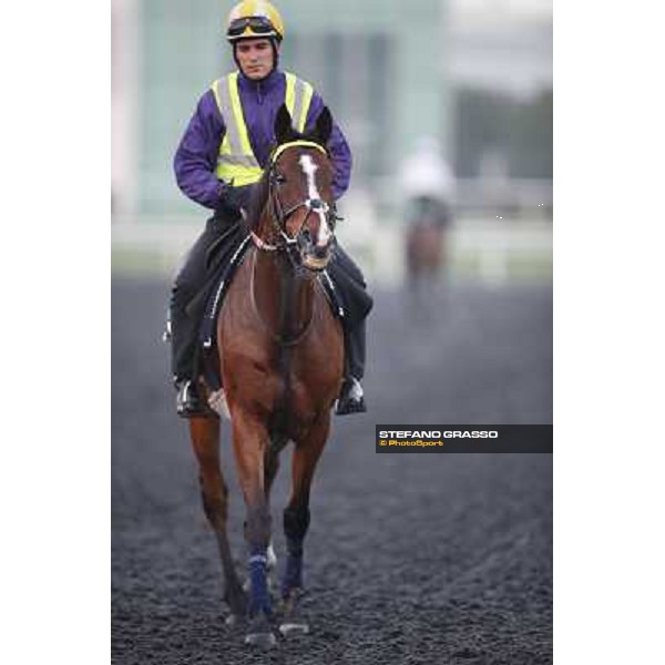 Morning track works - Mount Athos Dubai - Meydan racecourse,27th march 2014 ph.Stefano Grasso