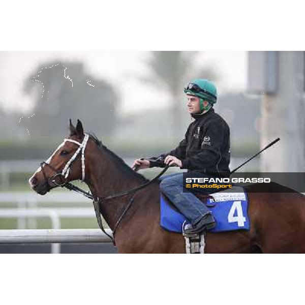 Morning track works - Elleval Dubai - Meydan racecourse,27th march 2014 ph.Stefano Grasso