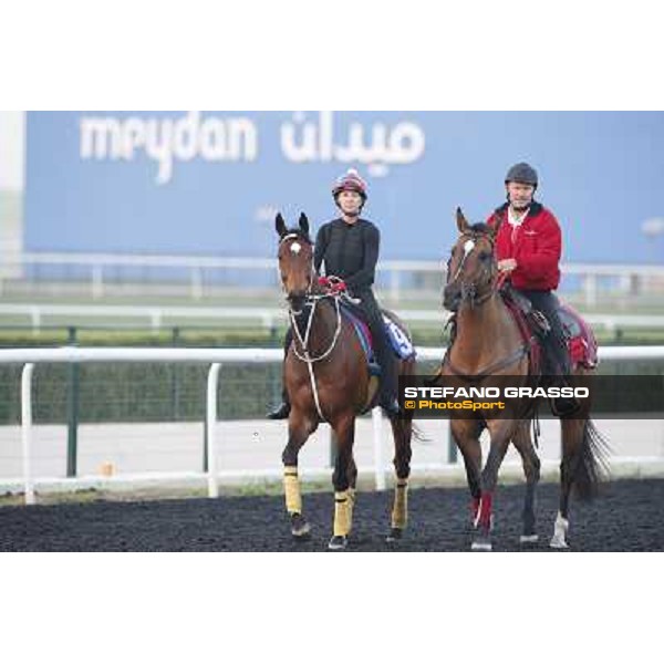 Morning track works - Mull of Killough Dubai - Meydan racecourse,27th march 2014 ph.Stefano Grasso