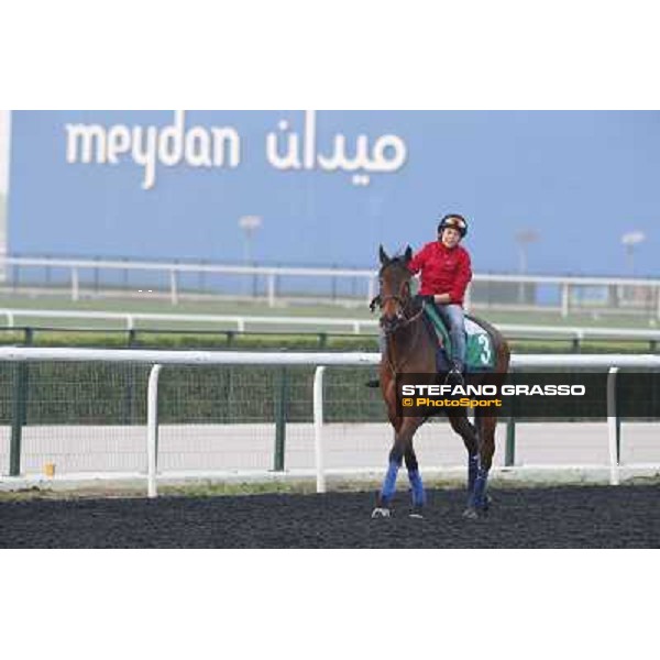 Morning track works - Cirrus des Aigles Dubai - Meydan racecourse,27th march 2014 ph.Stefano Grasso