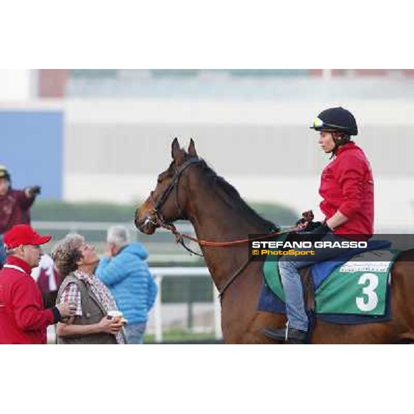 Morning track works - Corine Barande-Barbe and Cirrus des Aigles Dubai - Meydan racecourse,27th march 2014 ph.Stefano Grasso