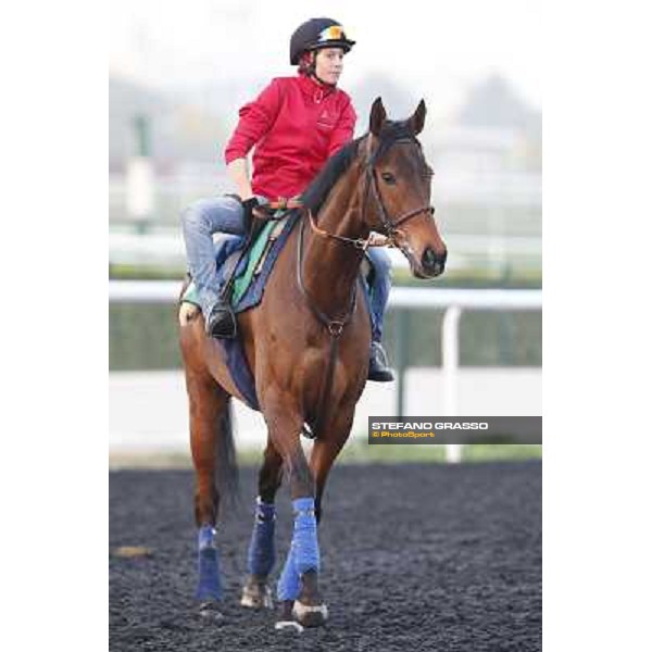Morning track works - Cirrus des Aigles Dubai - Meydan racecourse,27th march 2014 ph.Stefano Grasso