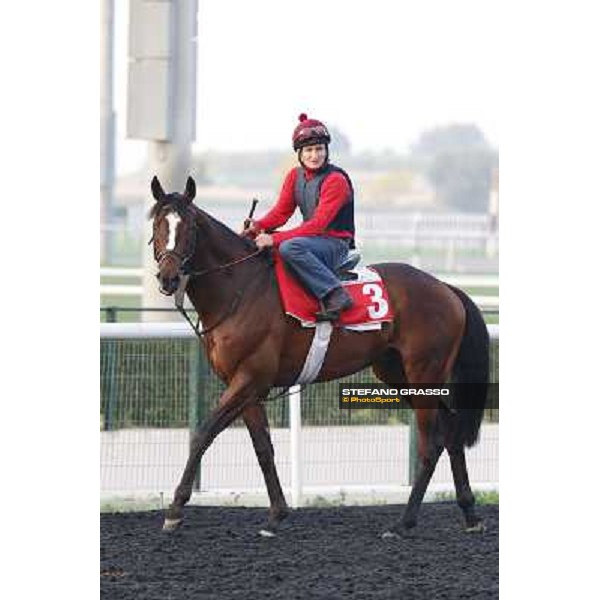 Morning track works - Dabadiyan Dubai - Meydan racecourse,27th march 2014 ph.Stefano Grasso