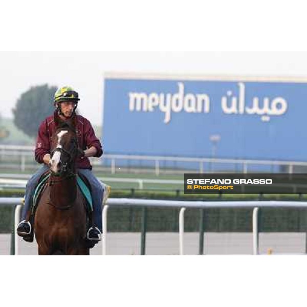 Morning track works - Asmar Dubai - Meydan racecourse,27th march 2014 ph.Stefano Grasso