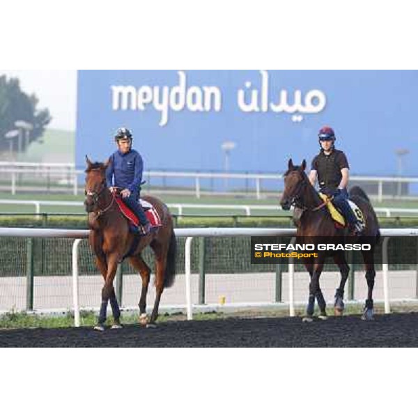 Morning track works - Sheikhzayedroad and Trade Storm Dubai - Meydan racecourse,27th march 2014 ph.Stefano Grasso
