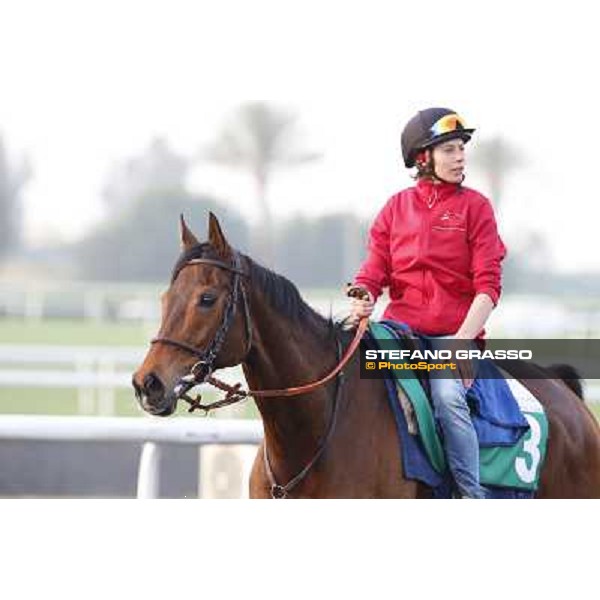 Morning track works - Cirrus des Aigles Dubai - Meydan racecourse,27th march 2014 ph.Stefano Grasso