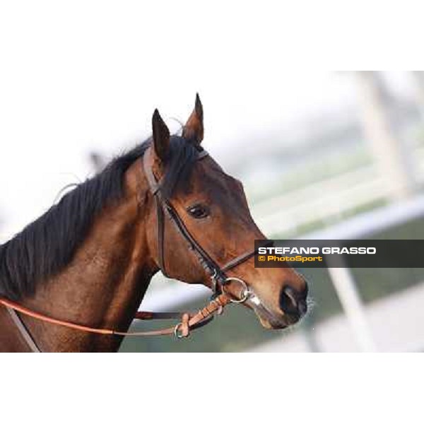 Morning track works - Cirrus des Aigles Dubai - Meydan racecourse,27th march 2014 ph.Stefano Grasso