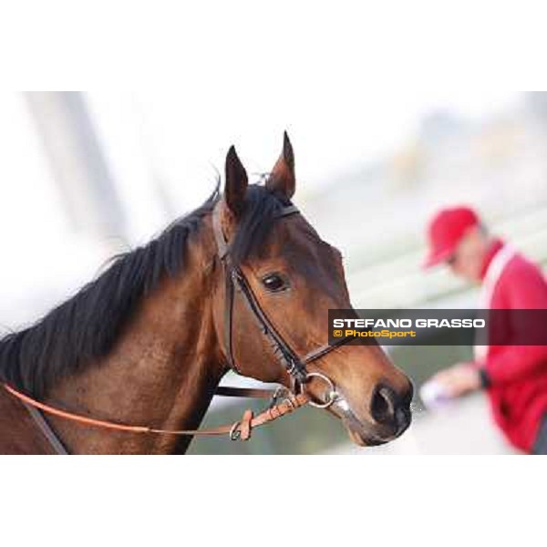 Morning track works - Cirrus des Aigles Dubai - Meydan racecourse,27th march 2014 ph.Stefano Grasso