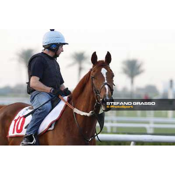 Morning track works - Red Cadeaux Dubai - Meydan racecourse,27th march 2014 ph.Stefano Grasso