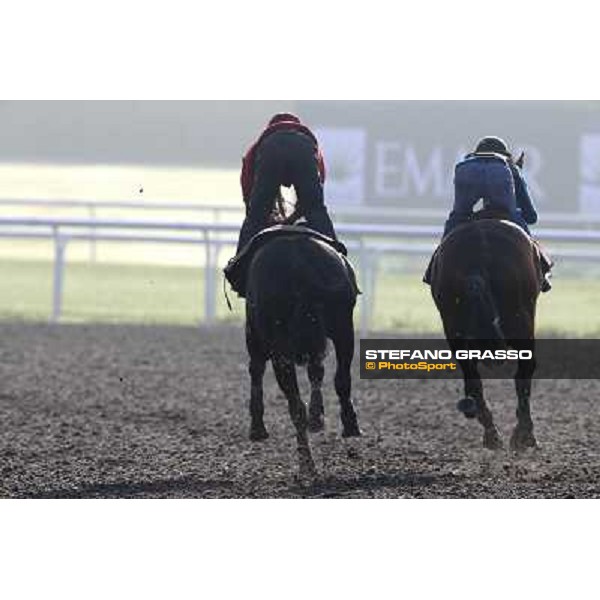 Morning track works - Sterling City and Military Attack Dubai - Meydan racecourse,27th march 2014 ph.Stefano Grasso