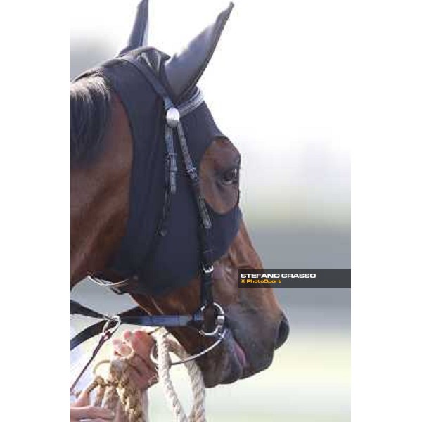 Morning track works - Military Attack Dubai - Meydan racecourse,27th march 2014 ph.Stefano Grasso
