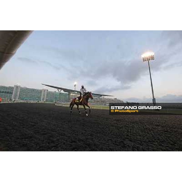 Morning track works - Mshawish Dubai - Meydan racecourse,27th march 2014 ph.Stefano Grasso