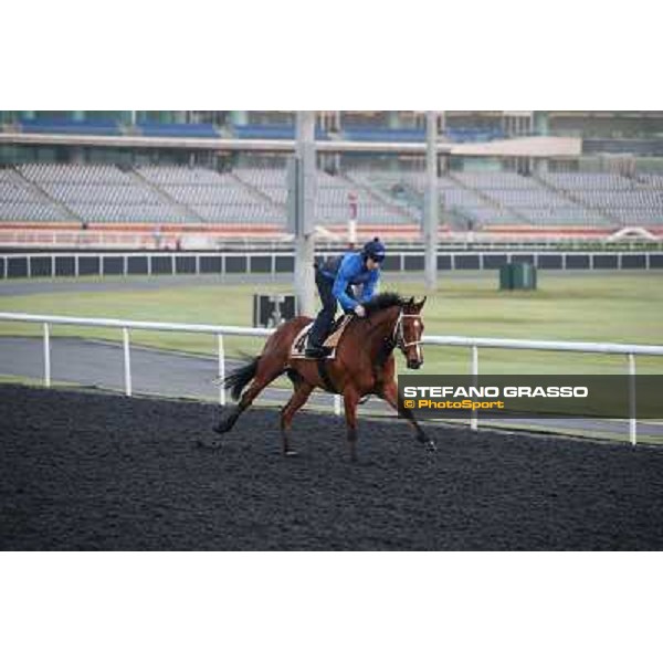 Morning track works - Jamesie Dubai - Meydan racecourse,27th march 2014 ph.Stefano Grasso