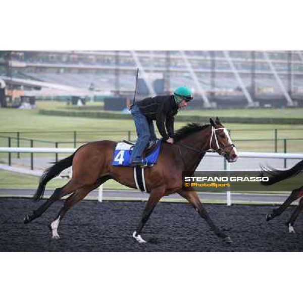 Morning track works - Elleval Dubai - Meydan racecourse,27th march 2014 ph.Stefano Grasso