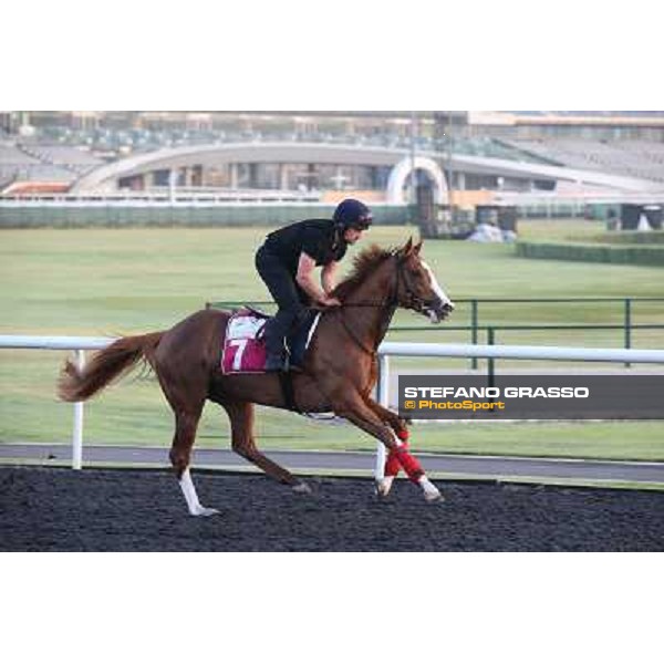 Morning track works - King Rubi Dubai - Meydan racecourse,27th march 2014 ph.Stefano Grasso