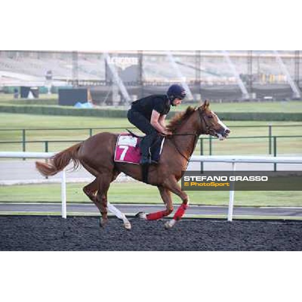 Morning track works - King Rubi Dubai - Meydan racecourse,27th march 2014 ph.Stefano Grasso