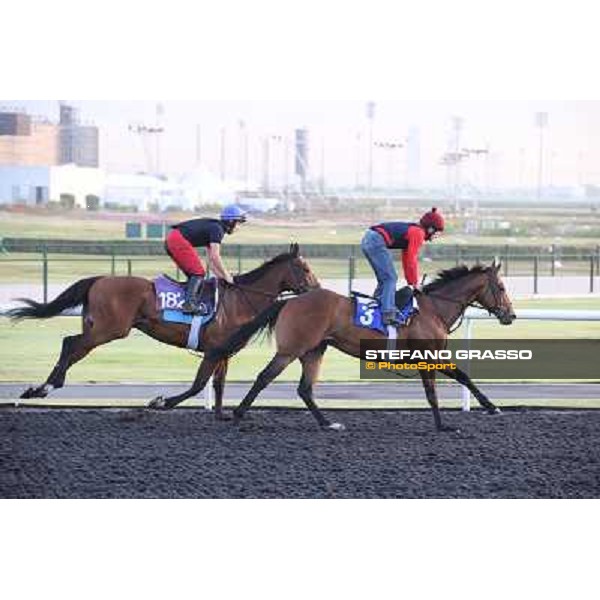 Morning track works - Eastern Rules Dubai - Meydan racecourse,27th march 2014 ph.Stefano Grasso