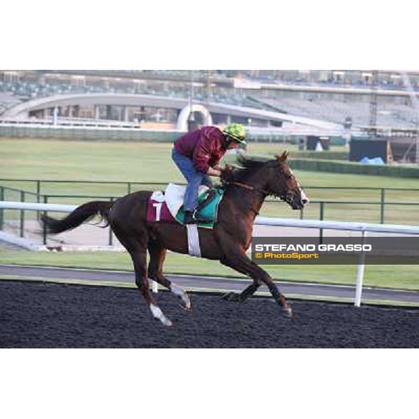 Morning track works - Asmar Dubai - Meydan racecourse,27th march 2014 ph.Stefano Grasso