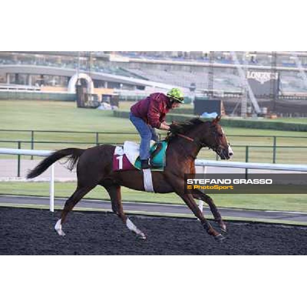 Morning track works - Asmar Dubai - Meydan racecourse,27th march 2014 ph.Stefano Grasso