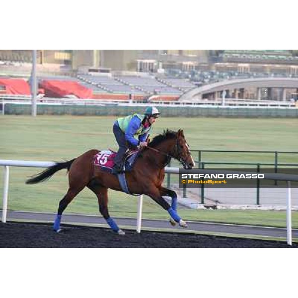 Morning track works - Toast of New York Dubai - Meydan racecourse,27th march 2014 ph.Stefano Grasso