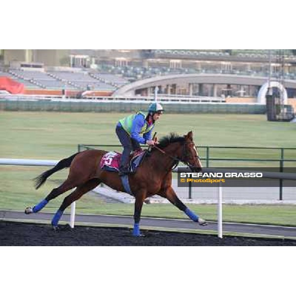 Morning track works - Toast of New York Dubai - Meydan racecourse,27th march 2014 ph.Stefano Grasso