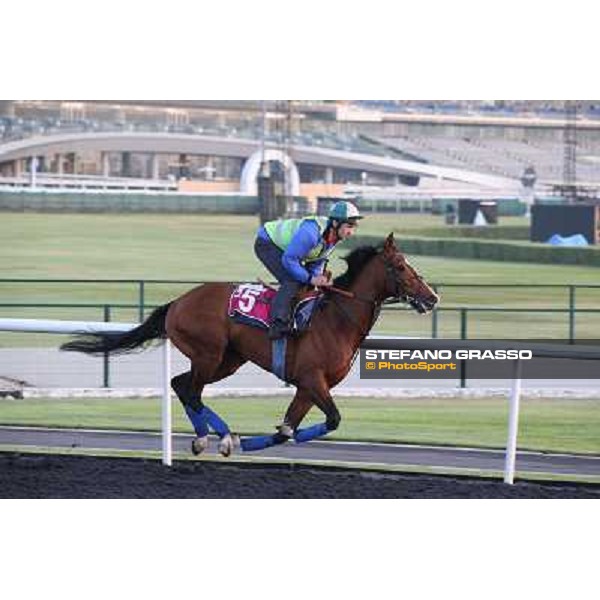 Morning track works - Toast of New York Dubai - Meydan racecourse,27th march 2014 ph.Stefano Grasso