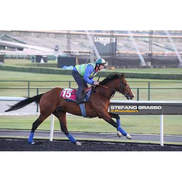 Morning track works - Toast of New York Dubai - Meydan racecourse,27th march 2014 ph.Stefano Grasso