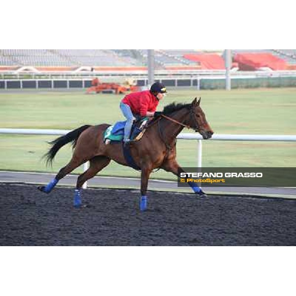Morning track works - Cirrus des Aigles Dubai - Meydan racecourse,27th march 2014 ph.Stefano Grasso